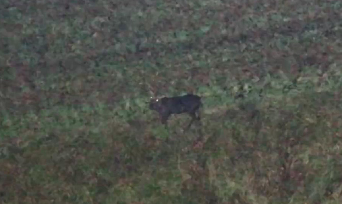 何かの動物が写っている様子
